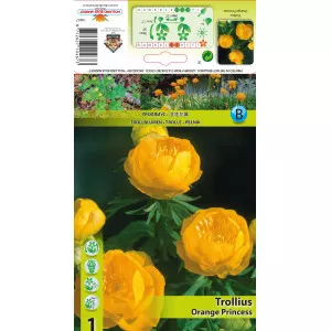 Zergeboglár (Trollius) Orange Princess