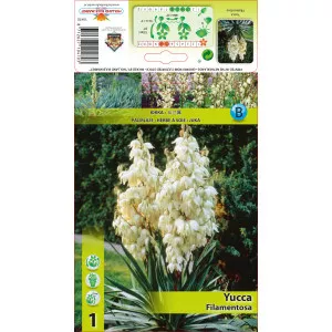 Pálmaliliom (Yucca) Filamentosa
