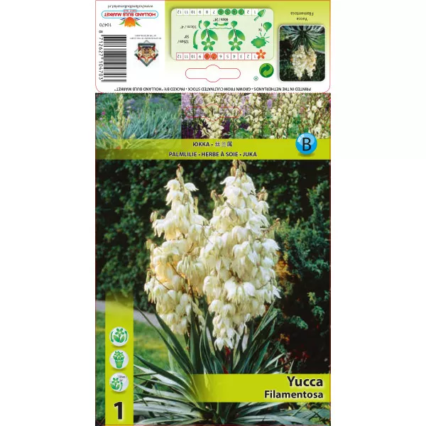 Pálmaliliom (Yucca) Filamentosa Pálmaliliom (Yucca) Filamentosa