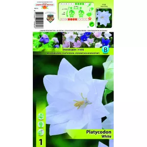 Léggömbvirág (Platycodon), fehér
