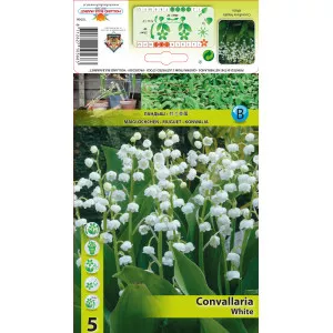 Gyöngyvirág (Convallaria Majalis), fehér