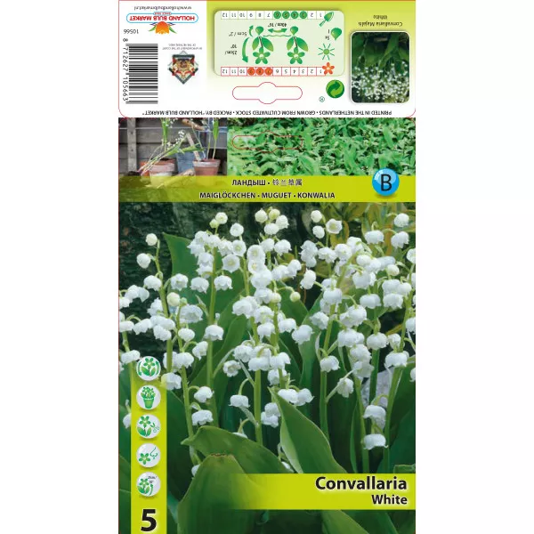 Gyöngyvirág (Convallaria Majalis), fehér