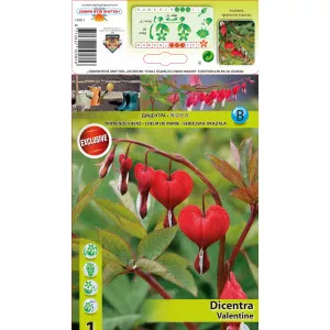 Szívvirág (Dicentra) Valentine