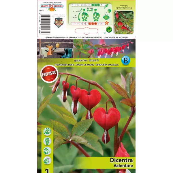Szívvirág (Dicentra) Valentine