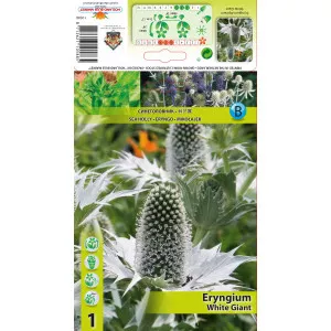 Iringó (Eryngium) White Giant