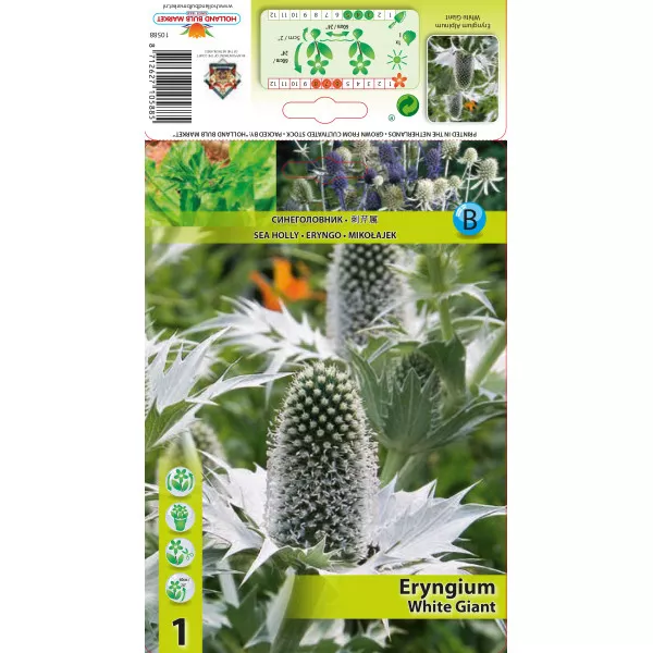 Iringó (Eryngium) White Giant