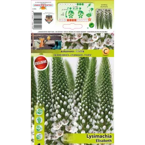 Pénzlevelű Lizinka (Lysemachia) Elisabeth