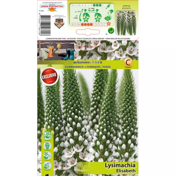 Pénzlevelű Lizinka (Lysemachia) Elisabeth Pénzlevelű Lizinka (Lysemachia) Elisabeth