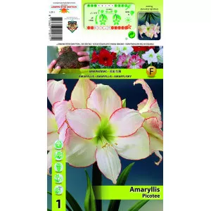 Szobaliliom (Amaryllis) Picotee