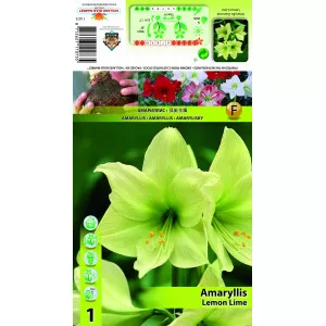 Szobaliliom (Amaryllis) Lemon Lime