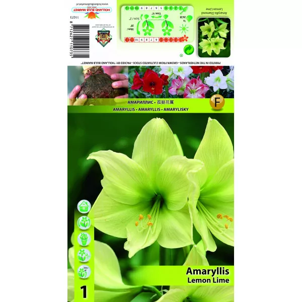 Szobaliliom (Amaryllis) Lemon Lime