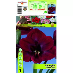 Szobaliliom (Amaryllis) Grand Diva