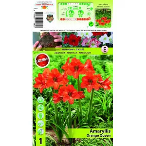 Szobaliliom (Amaryllis) Orange Queen
