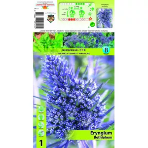 Iringó (Eryngium) Bethlehem