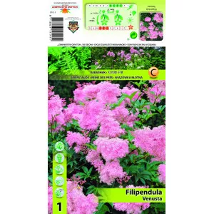 Legyezőfű (Filipendula) Venusta