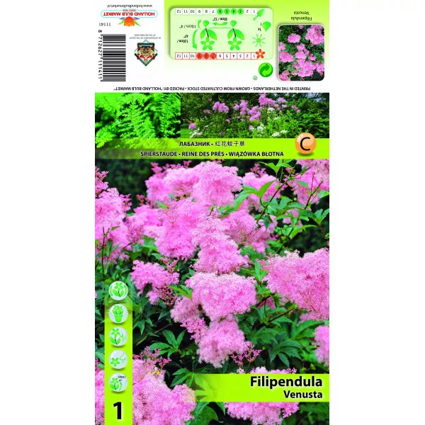 Legyezőfű (Filipendula) Venusta Legyezőfű (Filipendula) Venusta