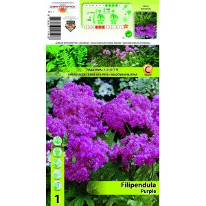 Legyezőfű (Filipendula), lila