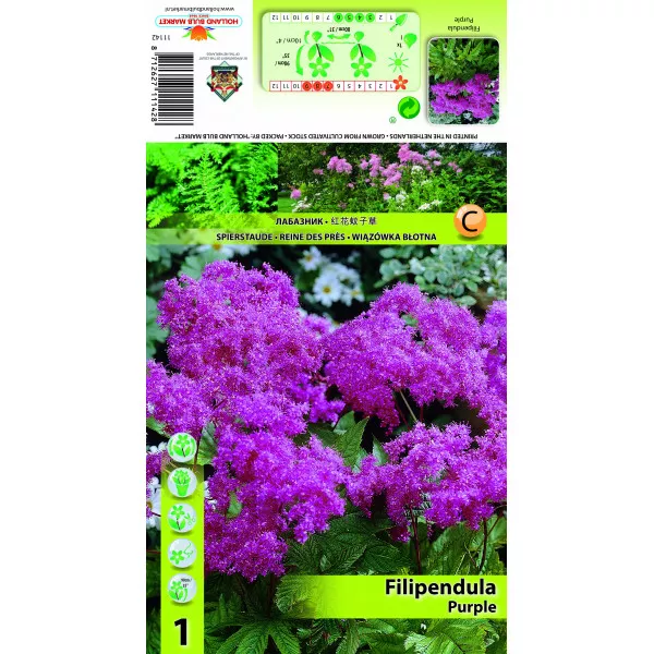 Legyezőfű (Filipendula), lila