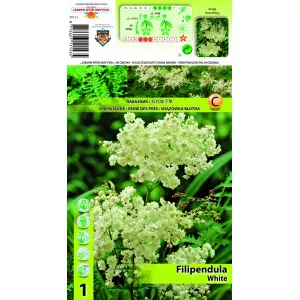 Legyezőfű (Filipendula), fehér