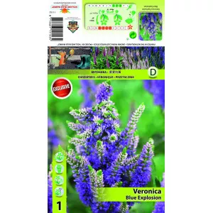 Veronika Blue Explosion