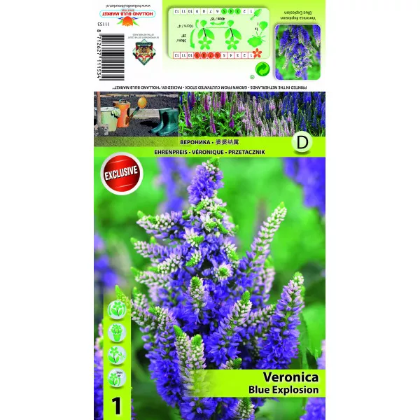 Veronika Blue Explosion