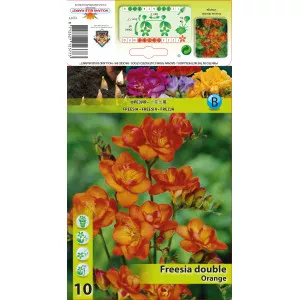 Dupla Frézia, narancssárga