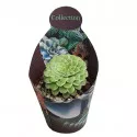 Aeonium Emerald Ice (Aeonium variegato) ø 10,5 cm-es cserépben