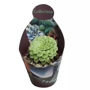 Aeonium Emerald Ice (Aeonium variegato) ø 10,5 cm-es cserépben