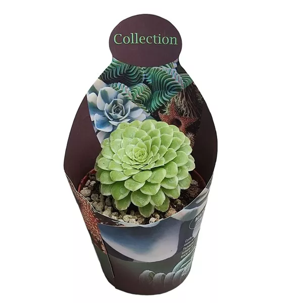 Aeonium Emerald Ice (Aeonium variegato) ø 10,5 cm-es cserépben
