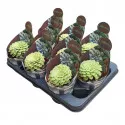 Aeonium Emerald Ice (Aeonium variegato) ø 10,5 cm-es cserépben