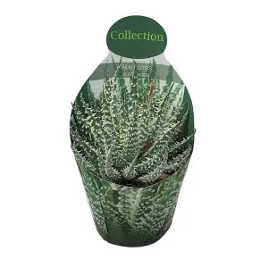 Aloe vera (Aloe humilis x erinacea) ø 10,5 cm-es cserépben