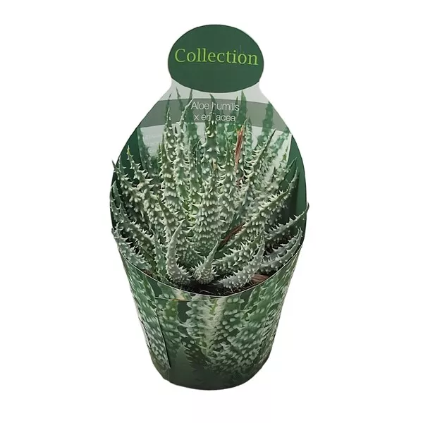 Aloe vera (Aloe humilis x erinacea) ø 10,5 cm-es cserépben
