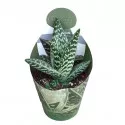 Aloe vera (Aloe variegata compacta) ø 10,5 cm-es cserépben