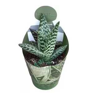 Aloe vera (Aloe variegata compacta) ø 10,5 cm-es cserépben