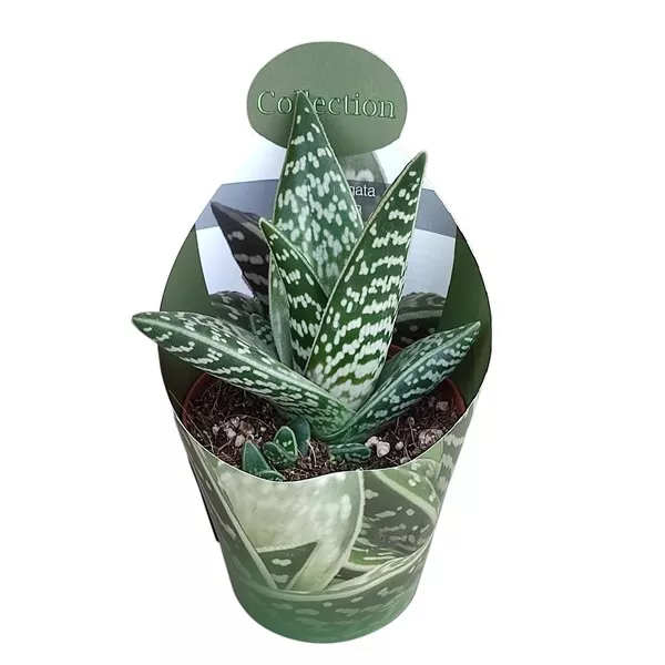Aloe vera (Aloe variegata compacta) ø 10,5 cm-es cserépben