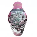 Echeveria (Echeveria madiba) ø 10,5 cm-es cserépben