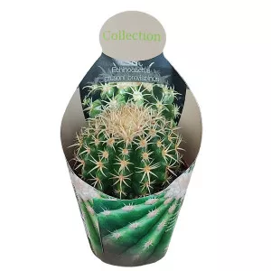 Kaktusz (Echinocactus grusonii brevispinus) ø 10,5 cm-es cserépben