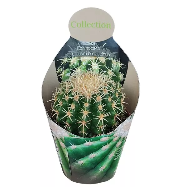 Kaktusz (Echinocactus grusonii brevispinus) ø 10,5 cm-es cserépben