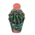 Hordókaktusz (Ferocactus horridus brevispinus) ø 10,5 cm-es cserépben