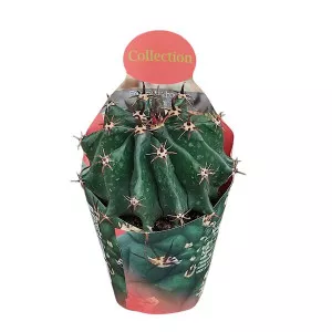 Hordókaktusz (Ferocactus horridus brevispinus) ø 10,5 cm-es cserépben