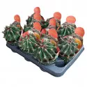 Hordókaktusz (Ferocactus horridus brevispinus) ø 10,5 cm-es cserépben