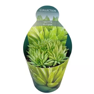 Haworthia (Haworthia kikuhigasa) ø 10,5 cm-es cserépben
