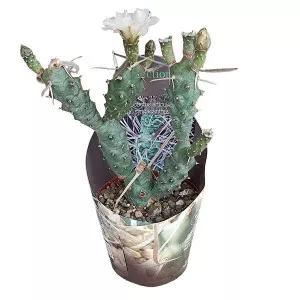 Kaktusz (Tephrocactus articulatus syringacanthus) ø 10,5 cm-es cserépben