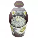 Kaktusz (Mammillaria plumosa) ø 10,5 cm-es cserépben