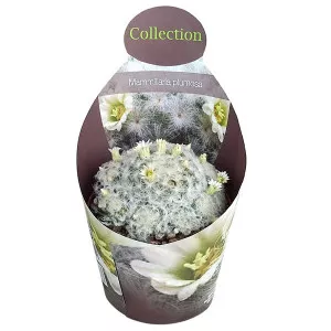 Kaktusz (Mammillaria plumosa) ø 10,5 cm-es cserépben