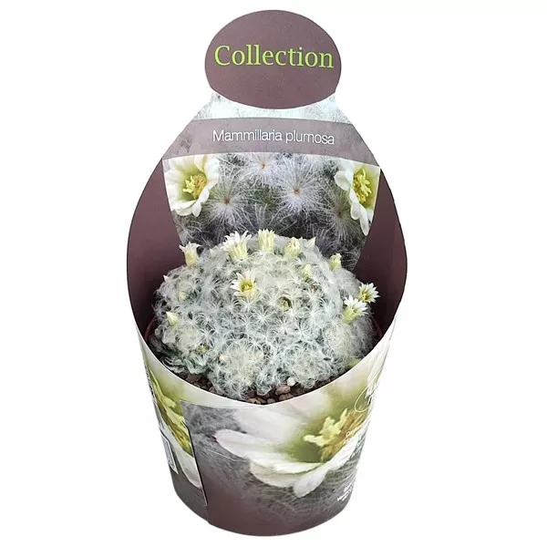 Kaktusz (Mammillaria plumosa) ø 10,5 cm-es cserépben