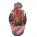 Euphorbia (Euphorbia trigona rubra) ø 10,5 cm-es cserépben