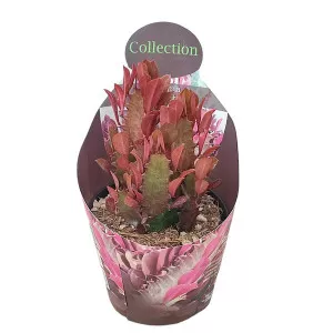 Euphorbia (Euphorbia trigona rubra) ø 10,5 cm-es cserépben