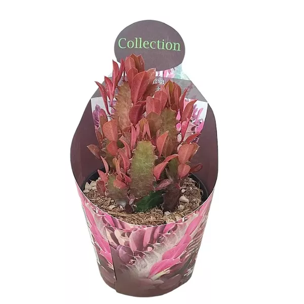 Euphorbia (Euphorbia trigona rubra) ø 10,5 cm-es cserépben