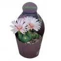 Kaktusz (Gymnocalycium horstii) ø 10,5 cm-es cserépben